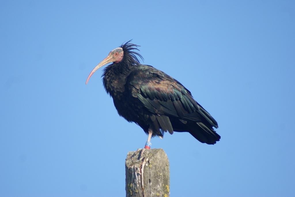 Ibis eremita nel Cesenate